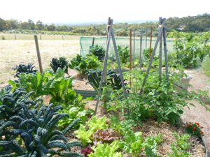 Jen's organic vege patch
