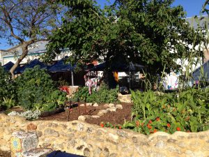 Some organically grown vegetables at City Farm