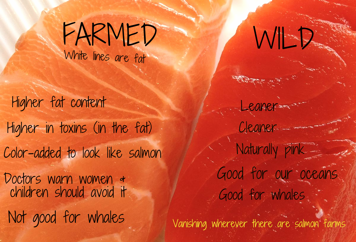 Why you shouldn't eat salmon